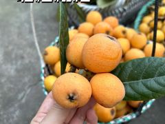 -塘栖枇杷特色园区