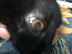 -芭比堂动物医院·犬猫全科·异宠专科(雁塔分院)