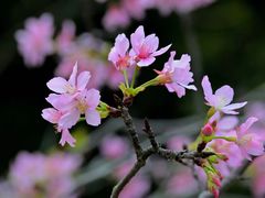 -王借岗森林公园