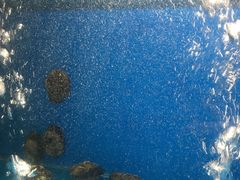 -食神鱼头佛跳墙(百子湾旗舰店)