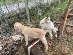 -马陆小张葡萄园农家乐