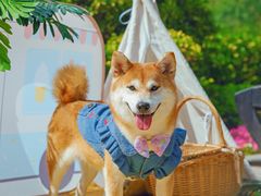 -超宠爱宠物摄影-Super pet