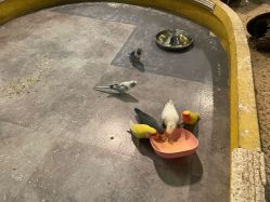 -神奇动物撸宠馆·羊驼·小浣熊·异宠(豫园店)
