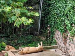 -西霞口神雕山野生动物世界