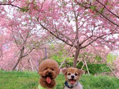 -天适樱花悠乐园