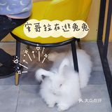 Nice to meet U爱玩萌兔体验馆