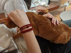 -MOCHA明星猫咖(田子坊店)