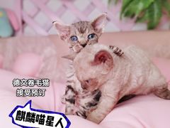 -70cat德文卷毛猫·缅因猫纯种猫舍