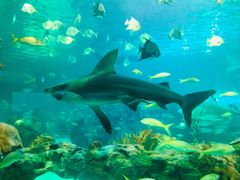 -瑞普利水族馆