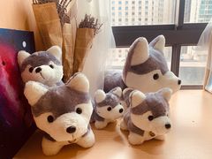 -Husky Go! 哈士奇体验馆·宠物咖啡厅狗咖