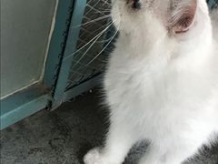 -喵屿·大理花园猫咖