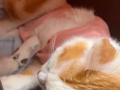 -美联众合爱康动物医院•复杂内科•肿瘤科•牙科•腔镜诊疗中心