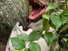 -呀路古热带植物园