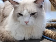 -飞行喵MR PILOT|猫舍·猫咖(静安大融城店)