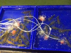 活虾-大螃蟹海鲜餐厅