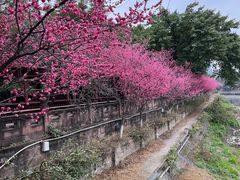 -望江楼公园
