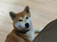 -是阿柴呀！柴犬咖啡·爱喵喵猫咖