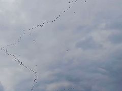 -盐城丹顶鹤湿地生态旅游区