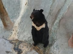 -东方熊牧场