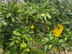 -前小桔亲子创意农场·草莓采摘·露营烧烤