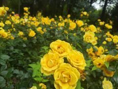 -花溪公园