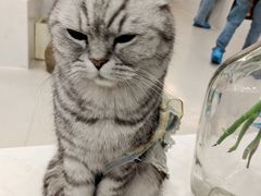 -共舞时光猫咖·狗咖(新街口店)