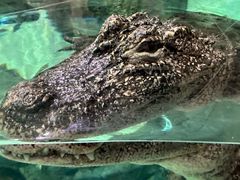 -上海海洋水族馆