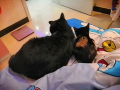-PETKIT小佩宠物(古北店)