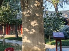-西安碑林博物馆