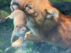 -国家自然博物馆