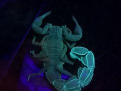 -迪拜水族馆及水下动物园