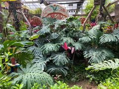 -呀路古热带植物园