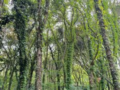 -昆山城市生态森林公园