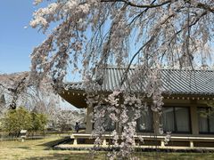 -醍醐寺
