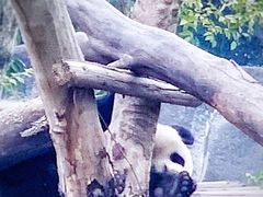 -成都大熊猫繁育研究基地