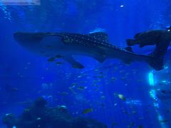 -成都浩海立方海洋公园