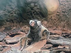 -广州长隆野生动物世界