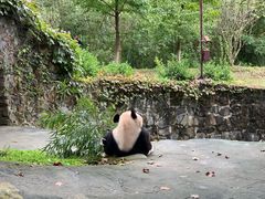 -都江堰中华大熊猫苑