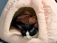 -宠爱国际动物医院·消化内科·心肾内科·ISFM猫友好(望京店)