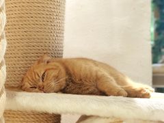 -藏猫猫咖啡主题馆(中央大道店)