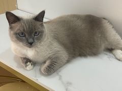 -鼓捣猫呢主题猫咖店