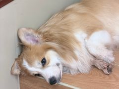 -和它·交个朋友·狗咖猫咖(爱琴海店)