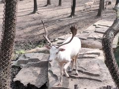 -沈阳森林动物园