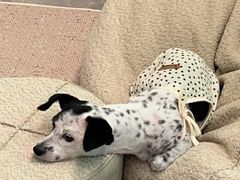 -帕帕拉兹宠物(亚洲旗舰店)