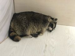 -浣熊柯尔鸭土拨鼠·电玩咖