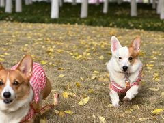 -西北湖绿化广场