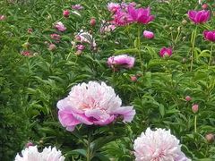 -黑龙江省森林植物园