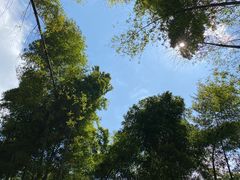 -缙云山景区