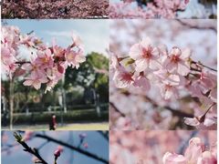 -顾村公园