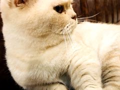 -猫小院猫主题餐厅(三里屯店)